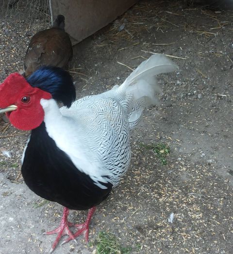 12842465_1052123398180614_1216479612_o