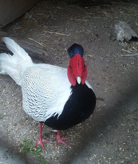 12842670_1052123401513947_1074381022_o