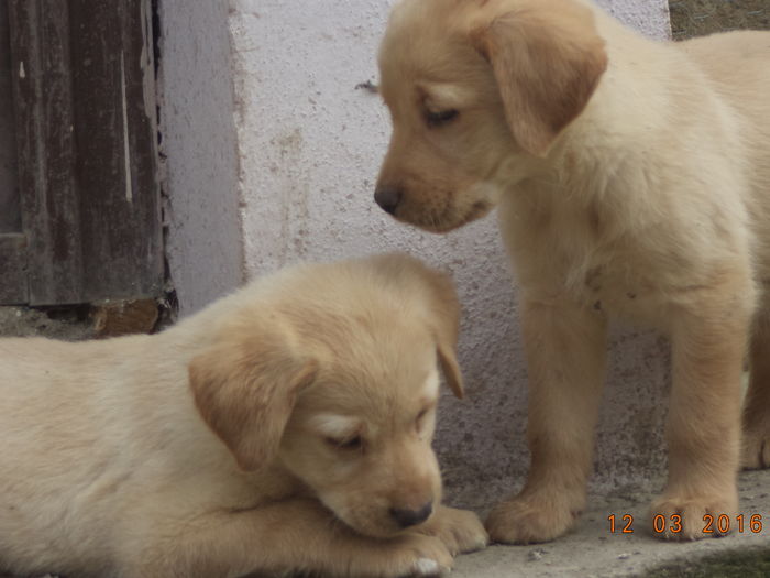 DSC05077 - VAND 2 FETITE LABRADOR AURIU