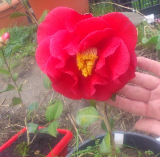 floare uriasa!!! - Camellia
