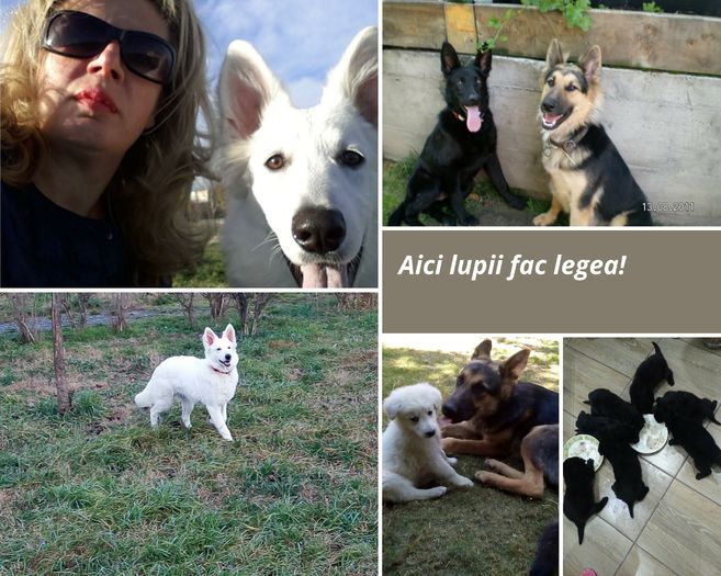 Aici lupii fac legea! - Urecheati