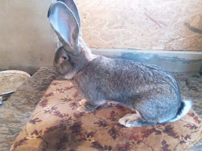 Mascul RO28 31539 - tata; Tata pui
