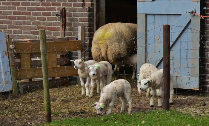 Miei din rasa Texel de carne