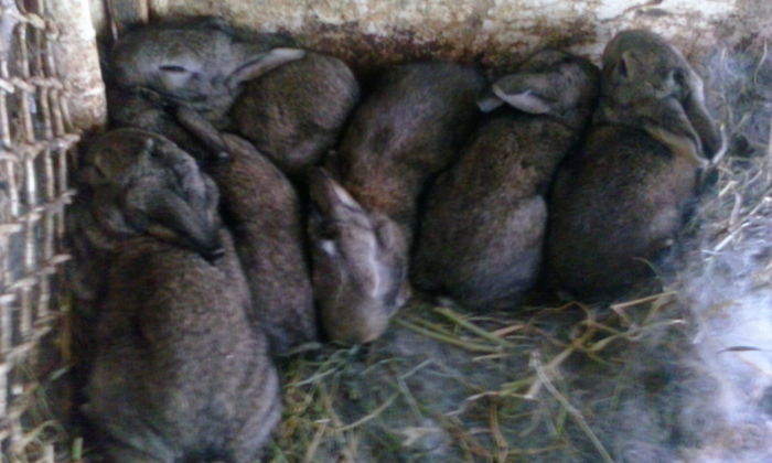 IMG_20140801_111829 - Iepuri Urias German