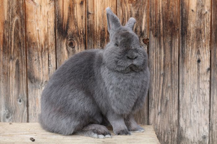 M - Iepuri Albastru Vienez