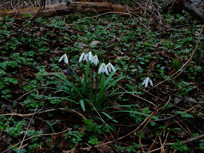 DSC05354 - De prin natura 2016