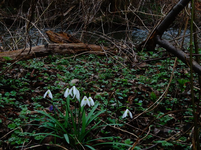 DSC05355 - De prin natura 2016