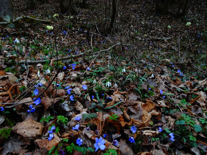 DSC05368 - De prin natura 2016