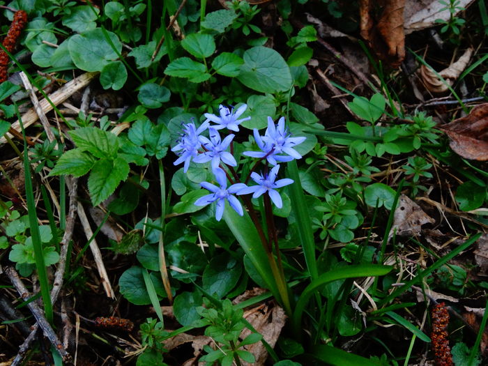 DSC05345 - De prin natura 2016