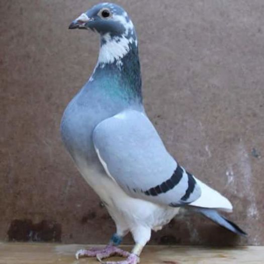 FB_IMG_1457526261839