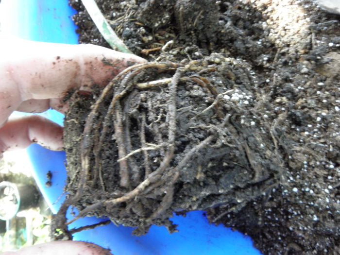 radacini putrezite 1