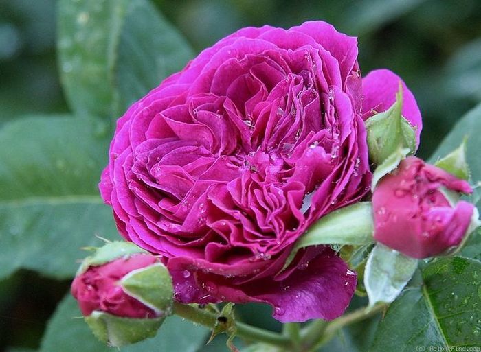 Purple Lodge; Floare de moda veche ,foarte parfumat ,repeta inflorirea 80-100 cm inaltime.
