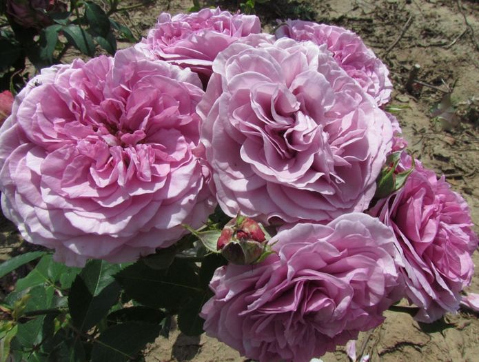 Lavender_Ice; Culoare: lavandă albastru
Parfum: Ușor
Perioada de înflorire: primavara tarziu pana la primul inghet
Înălțime: Scurt: până la 90cm
