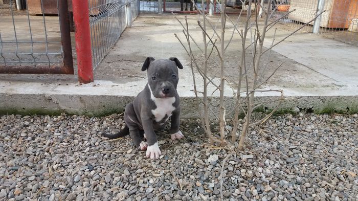 20160304_161305 - amstaff 2 luni