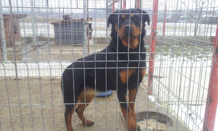 20160126_134423 - rottweiler catelusa 11 luni