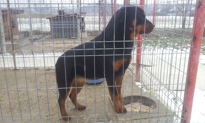 20160126_134430 - rottweiler catelusa 11 luni