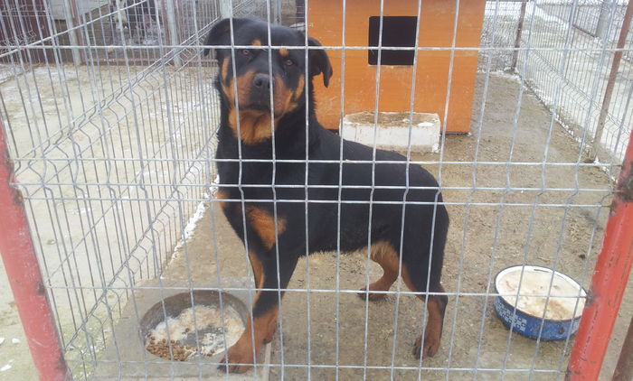 20160126_134700 - rottweiler catelusa 11 luni