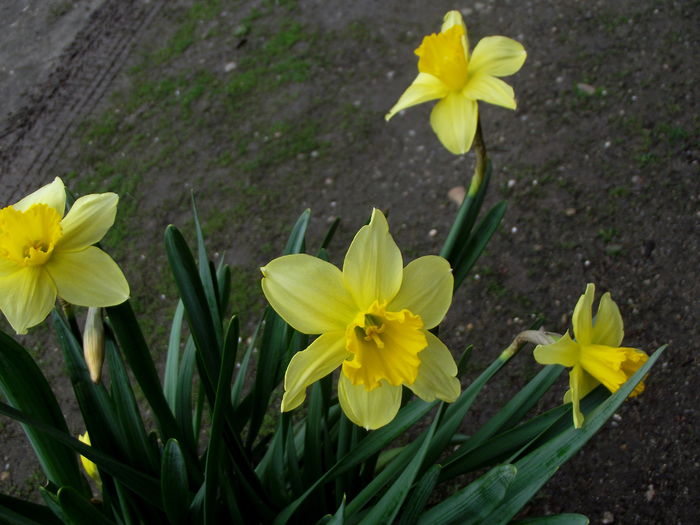 narcise galben - flori gradina si balcon