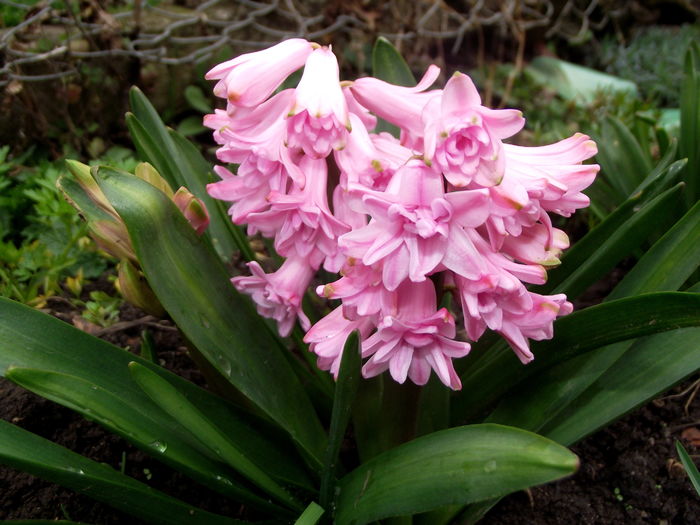 zambila - flori gradina si balcon