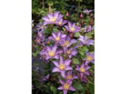 Clematis Exciting; gr3, aprox 1,5 m, iun-sept
(clematite)
