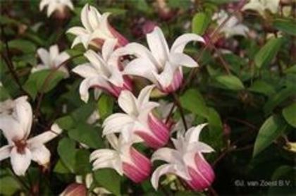 Clematis texensis Princess Kate-pierduta; gr3, aprox3m, aug-oct
(clematite)
