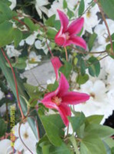 Clematis tenexis Princess Diana; gr3, 2-3m,  iul-oct
(clematite)
