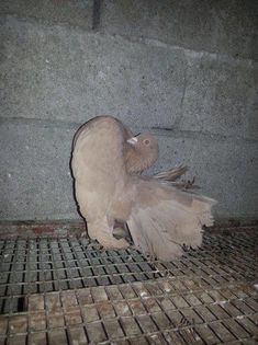 12083665_1117165824971172_1682913349_n