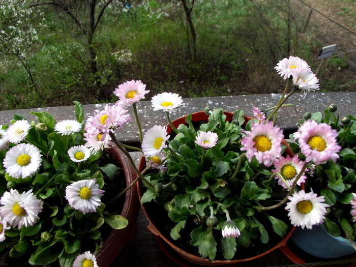 bellis(paralute sau banutei) - flori gradina si balcon