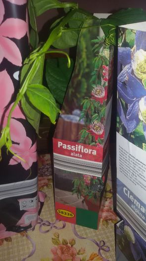  - Passiflora alata