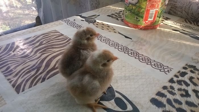 WP_20160314_15_42_38_Pro