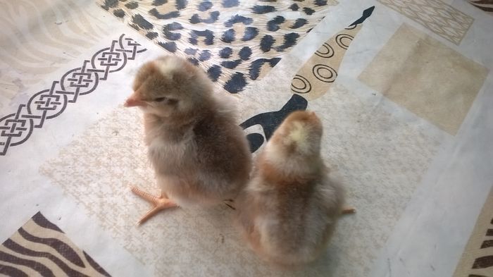 WP_20160314_15_42_59_Pro - proiect italiene crele