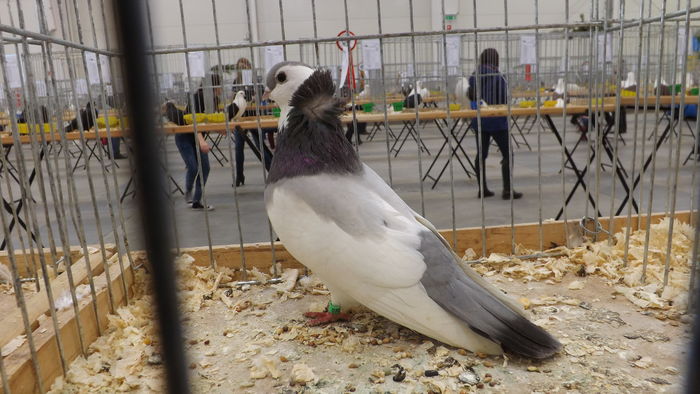 FELEGYHAZER 90 PKT - pigeons show 2016 year