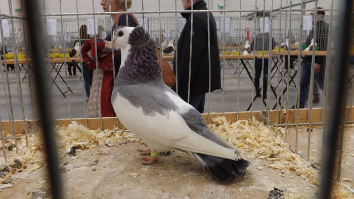 FELEGYHZER 90 PKT - pigeons show 2016 year