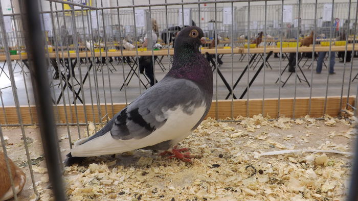 HAMBURSKI LOTNY 94 PKT - pigeons show 2016 year