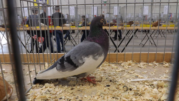 HAMBURSKI LOTNY 95 PKT - pigeons show 2016 year