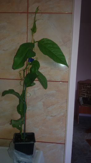  - Passiflora alata