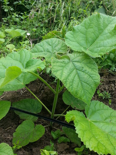 20140621_123717 - Paulownia Tomentosa