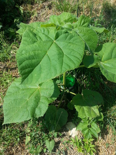 20140712_102234 - Paulownia Tomentosa