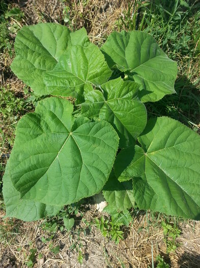 20140712_102246 - Paulownia Tomentosa