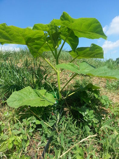 20140712_102410 - Paulownia Tomentosa