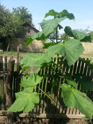 20140907_151003 - Paulownia Tomentosa