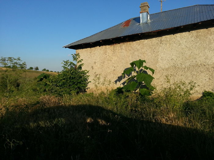 20150623_194523 - Paulownia Tomentosa