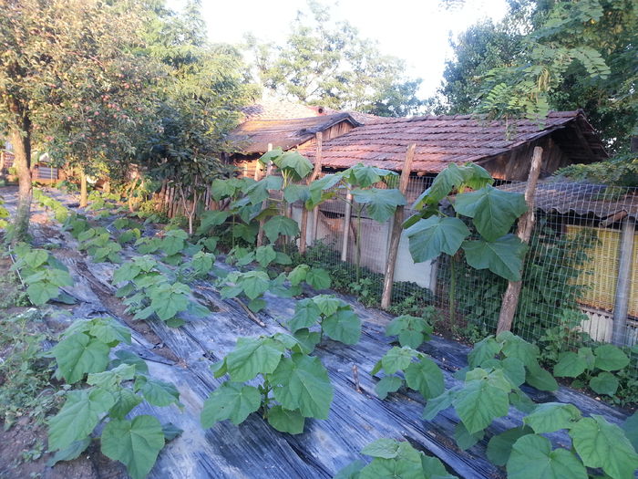 20150623_201736 - Paulownia Tomentosa