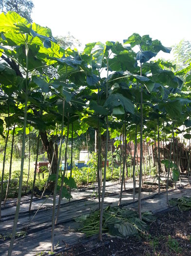 20151003_111715 - Paulownia Tomentosa