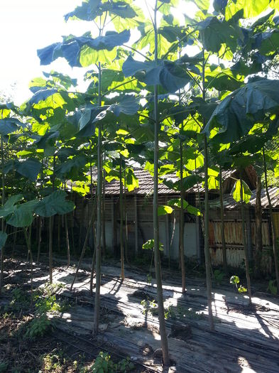 20151003_111721 - Paulownia Tomentosa