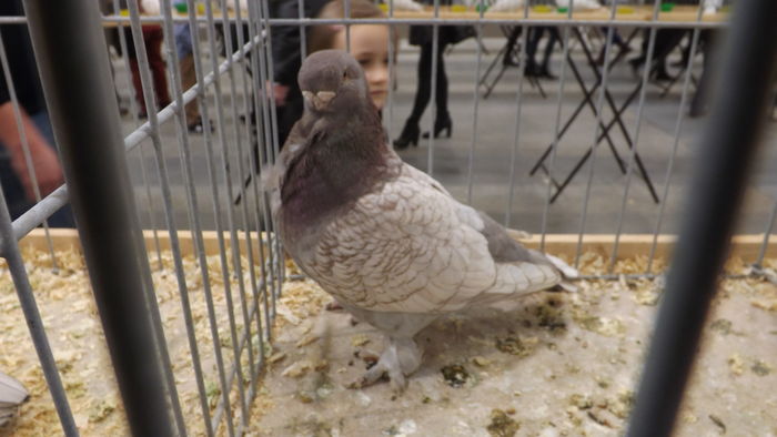MEWKA ORIENTALNA 96 PKT - kings-pigeons