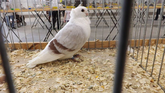 MEWKA STARONIEMIECKA 93 PKT - kings-pigeons