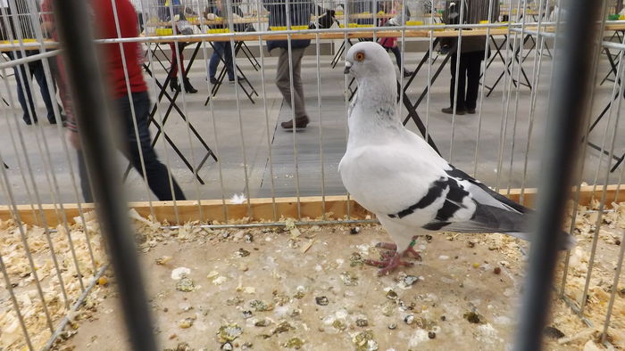 MEWKA WŁOSKA 96 PKT - kings-pigeons