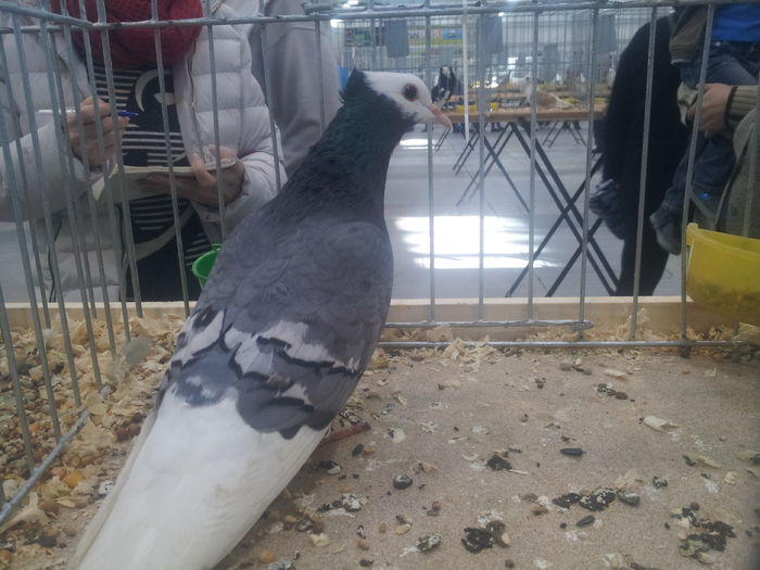 MNICH TURGAWSKI 94 PK - kings-pigeons