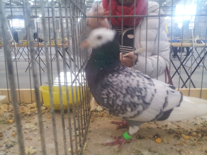 MNICH TURGAWSKI 95 PKT - kings-pigeons